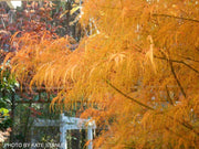 - Acer palmatum 'Kinshi' Golden Threads Japanese Maple - Mr Maple │ Buy Japanese Maple Trees