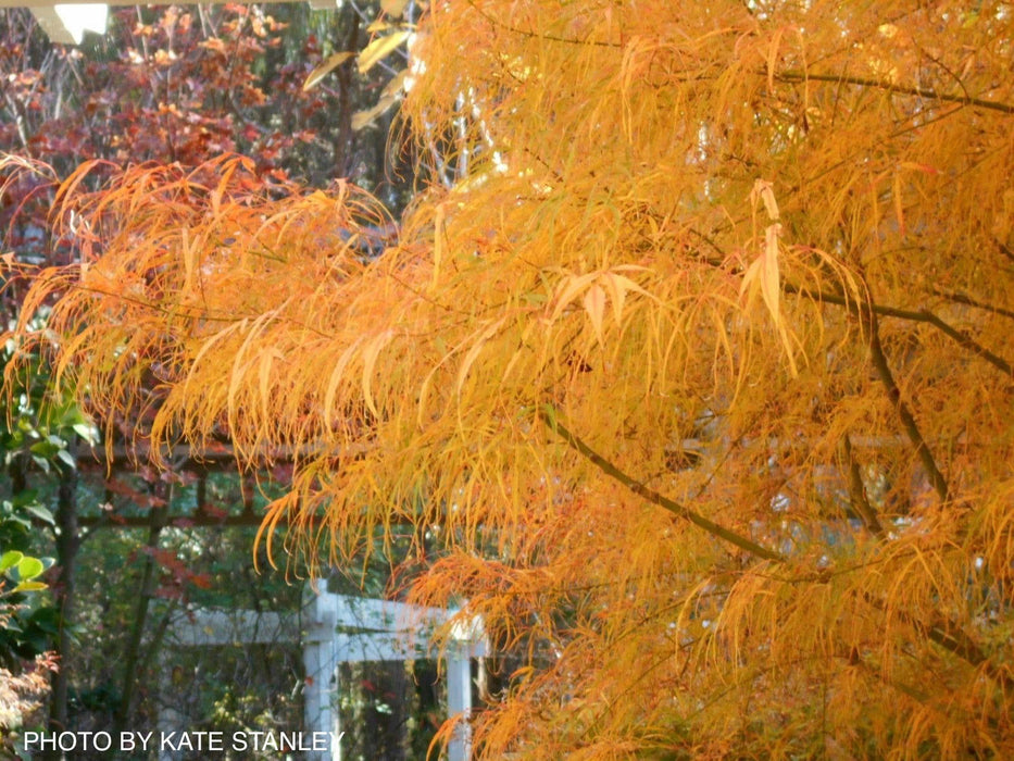 - Acer palmatum 'Kinshi' Golden Threads Japanese Maple - Mr Maple │ Buy Japanese Maple Trees