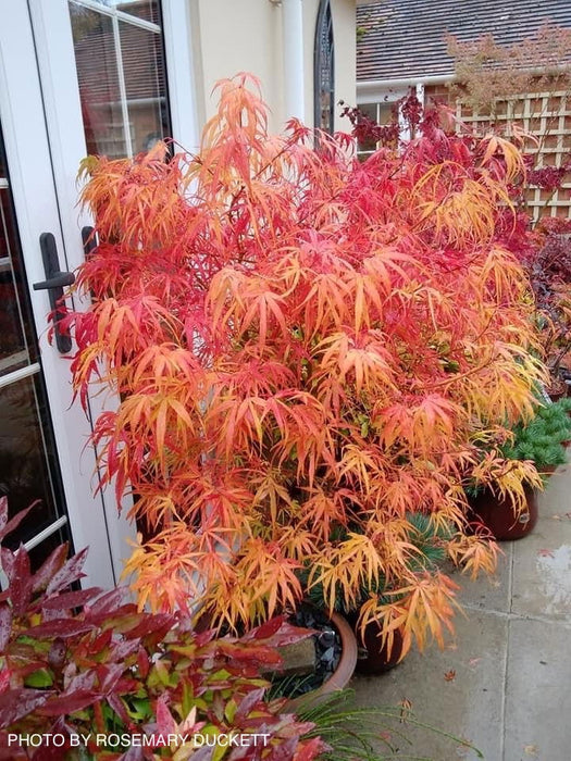 - Acer palmatum 'Kinshi' Golden Threads Japanese Maple - Mr Maple │ Buy Japanese Maple Trees