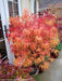 - Acer palmatum 'Kinshi' Golden Threads Japanese Maple - Mr Maple │ Buy Japanese Maple Trees