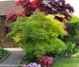 - Acer palmatum 'Kinshi' Golden Threads Japanese Maple - Mr Maple │ Buy Japanese Maple Trees