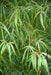 - Acer palmatum 'Kinshi' Golden Threads Japanese Maple - Mr Maple │ Buy Japanese Maple Trees