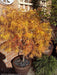 - Acer palmatum 'Kinshi' Golden Threads Japanese Maple - Mr Maple │ Buy Japanese Maple Trees