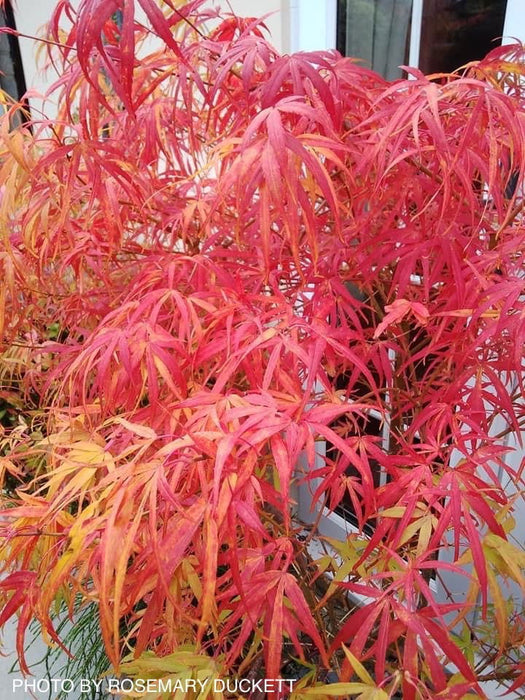 - Acer palmatum 'Kinshi' Golden Threads Japanese Maple - Mr Maple │ Buy Japanese Maple Trees