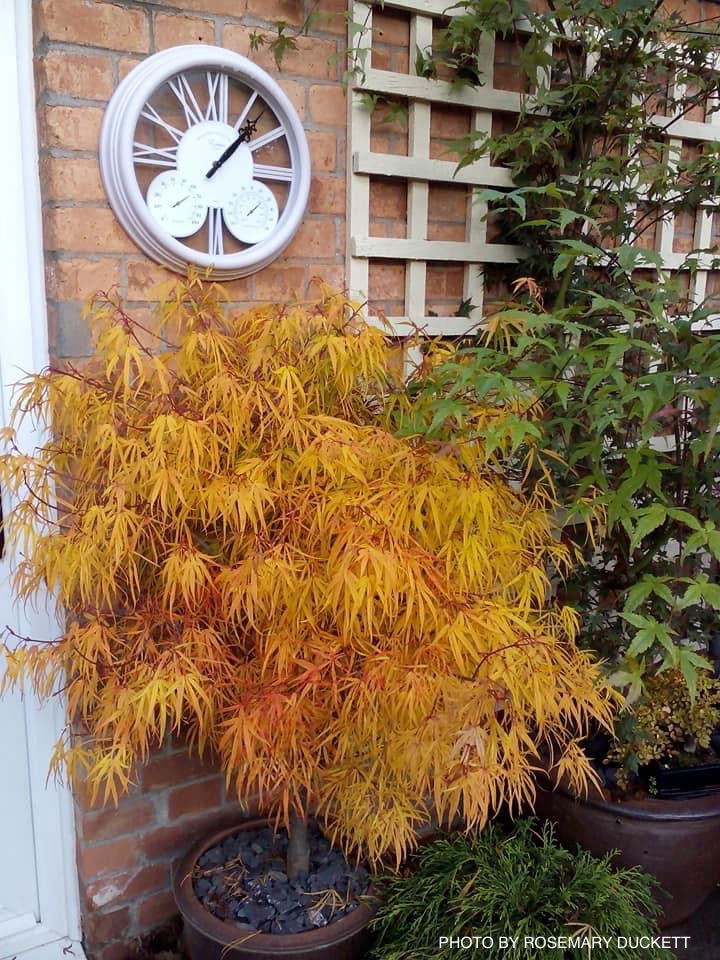 Buy Acer palmatum 'Kinshi' Golden Threads Japanese Maple — Mr