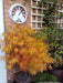 - Acer palmatum 'Kinshi' Golden Threads Japanese Maple - Mr Maple │ Buy Japanese Maple Trees