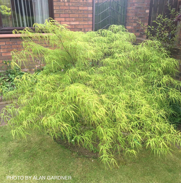 - Acer palmatum 'Kinshi' Golden Threads Japanese Maple - Mr Maple │ Buy Japanese Maple Trees