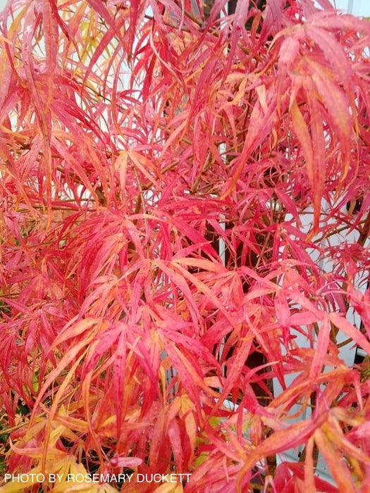 - Acer palmatum 'Kinshi' Golden Threads Japanese Maple - Mr Maple │ Buy Japanese Maple Trees