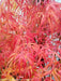 - Acer palmatum 'Kinshi' Golden Threads Japanese Maple - Mr Maple │ Buy Japanese Maple Trees