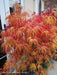 - Acer palmatum 'Kinshi' Golden Threads Japanese Maple - Mr Maple │ Buy Japanese Maple Trees