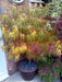 - Acer palmatum 'Kinshi' Golden Threads Japanese Maple - Mr Maple │ Buy Japanese Maple Trees