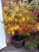 - Acer palmatum 'Kinshi' Golden Threads Japanese Maple - Mr Maple │ Buy Japanese Maple Trees