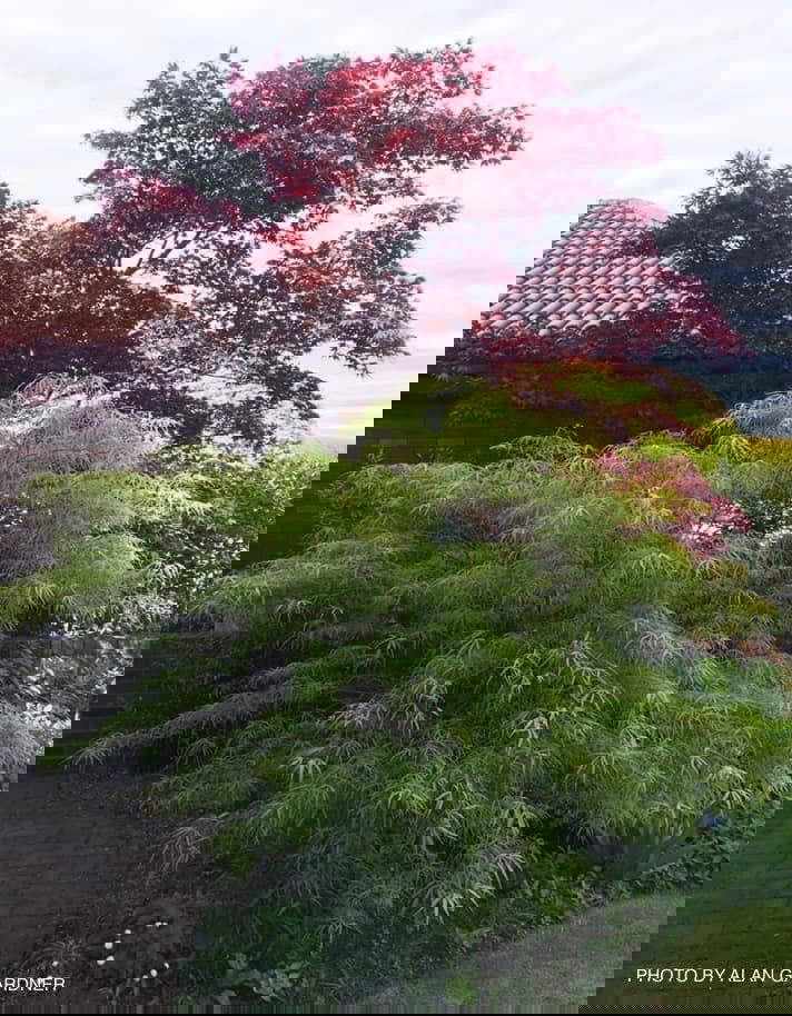 - Acer palmatum 'Kinshi' Golden Threads Japanese Maple - Mr Maple │ Buy Japanese Maple Trees