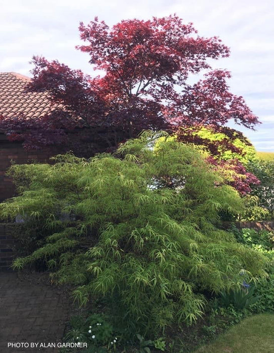 - Acer palmatum 'Kinshi' Golden Threads Japanese Maple - Mr Maple │ Buy Japanese Maple Trees