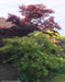 - Acer palmatum 'Kinshi' Golden Threads Japanese Maple - Mr Maple │ Buy Japanese Maple Trees