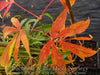 - Acer palmatum 'Kinshi' Golden Threads Japanese Maple - Mr Maple │ Buy Japanese Maple Trees