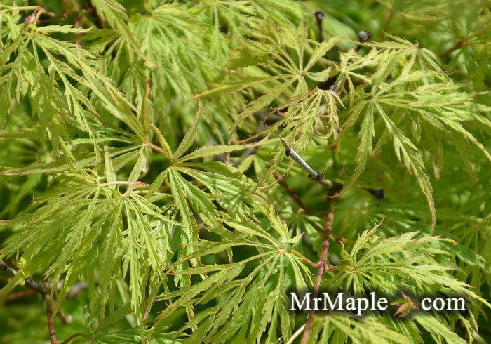 - Acer palmatum 'Kiri nishiki' Weeping Japanese Maple - Mr Maple │ Buy Japanese Maple Trees
