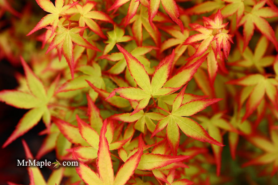 Kiyohime dwarf Japanese maple with dense branching