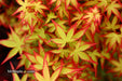 '- Acer palmatum 'Kiyohime' Dwarf Japanese Maple - Mr Maple │ Buy Japanese Maple Trees