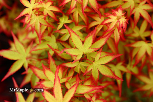 - Acer palmatum 'Kiyohime' Dwarf Japanese Maple - Mr Maple │ Buy Japanese Maple Trees