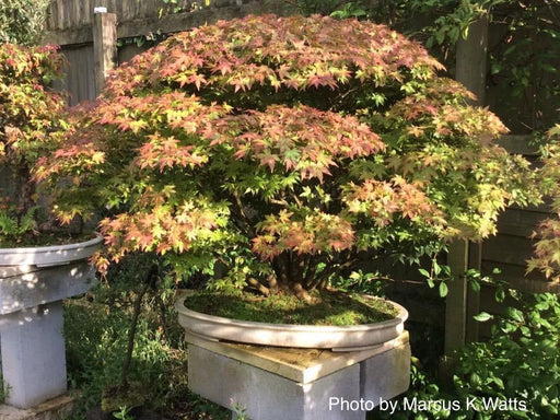 Acer palmatum 'Kiyohime' Dwarf Japanese Maple - Mr Maple │ Buy Japanese Maple Trees