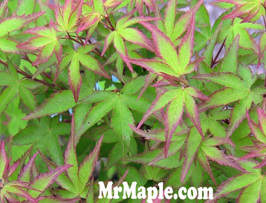 '- Acer palmatum 'Kiyohime' Dwarf Japanese Maple - Mr Maple │ Buy Japanese Maple Trees