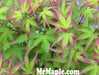 '- Acer palmatum 'Kiyohime' Dwarf Japanese Maple - Mr Maple │ Buy Japanese Maple Trees