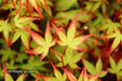 '- Acer palmatum 'Kiyohime' Dwarf Japanese Maple - Mr Maple │ Buy Japanese Maple Trees