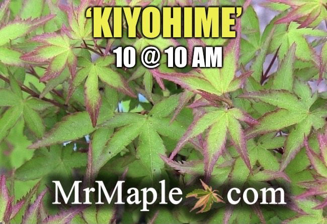 '- Acer palmatum 'Kiyohime' Dwarf Japanese Maple - Mr Maple │ Buy Japanese Maple Trees