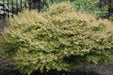 '- Acer palmatum 'Kiyohime' Dwarf Japanese Maple - Mr Maple │ Buy Japanese Maple Trees