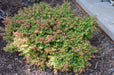 '- Acer palmatum 'Kiyohime' Dwarf Japanese Maple - Mr Maple │ Buy Japanese Maple Trees