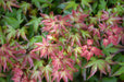 '- Acer palmatum 'Kiyohime' Dwarf Japanese Maple - Mr Maple │ Buy Japanese Maple Trees