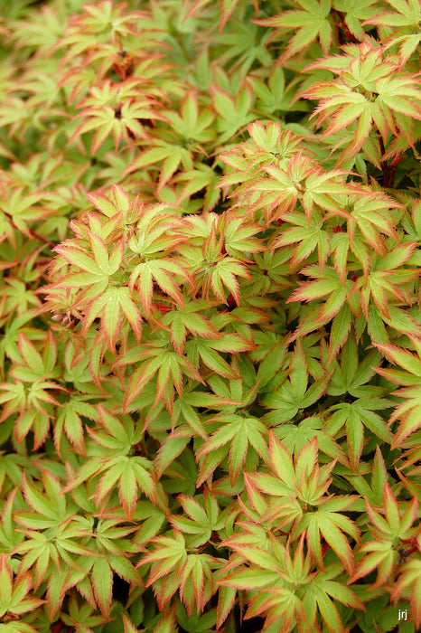 '- Acer palmatum 'Kiyohime' Dwarf Japanese Maple - Mr Maple │ Buy Japanese Maple Trees