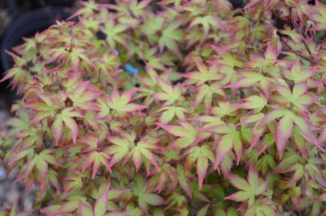 '- Acer palmatum 'Kiyohime' Dwarf Japanese Maple - Mr Maple │ Buy Japanese Maple Trees