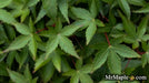 '- Acer palmatum 'Kiyohime' Dwarf Japanese Maple - Mr Maple │ Buy Japanese Maple Trees