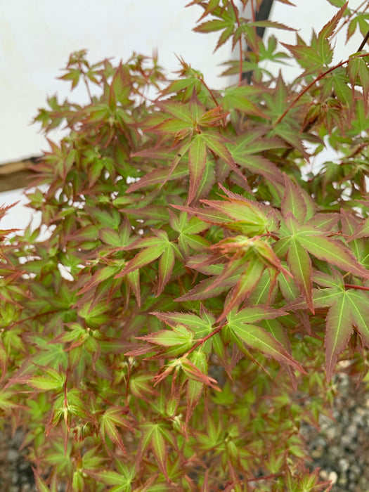 '- Acer palmatum 'Kiyohime' Dwarf Japanese Maple - Mr Maple │ Buy Japanese Maple Trees