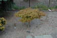 '- Acer palmatum 'Kiyohime' Dwarf Japanese Maple - Mr Maple │ Buy Japanese Maple Trees