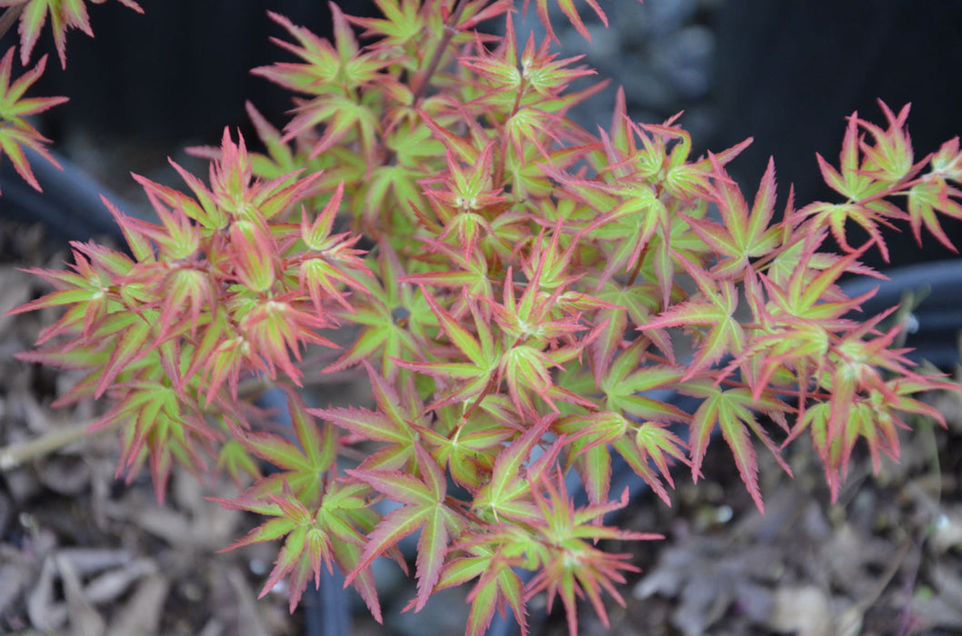 '- Acer palmatum 'Kiyohime' Dwarf Japanese Maple - Mr Maple │ Buy Japanese Maple Trees