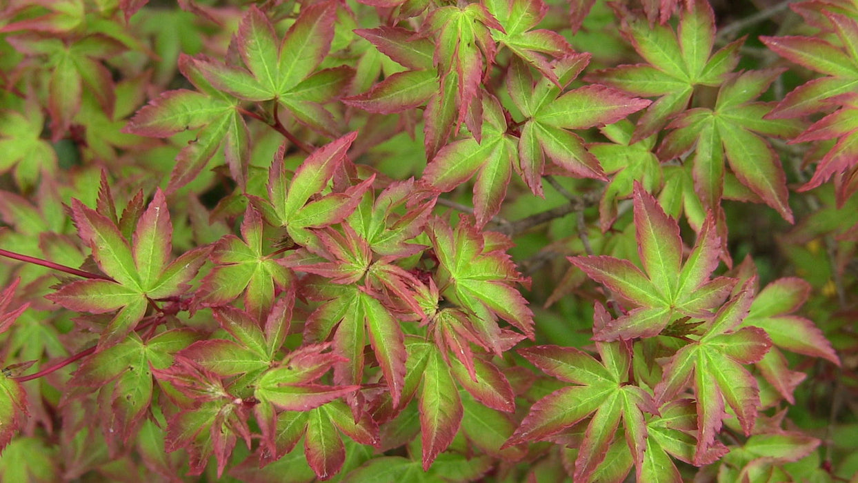 '- Acer palmatum 'Kiyohime' Dwarf Japanese Maple - Mr Maple │ Buy Japanese Maple Trees