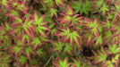 '- Acer palmatum 'Kiyohime' Dwarf Japanese Maple - Mr Maple │ Buy Japanese Maple Trees