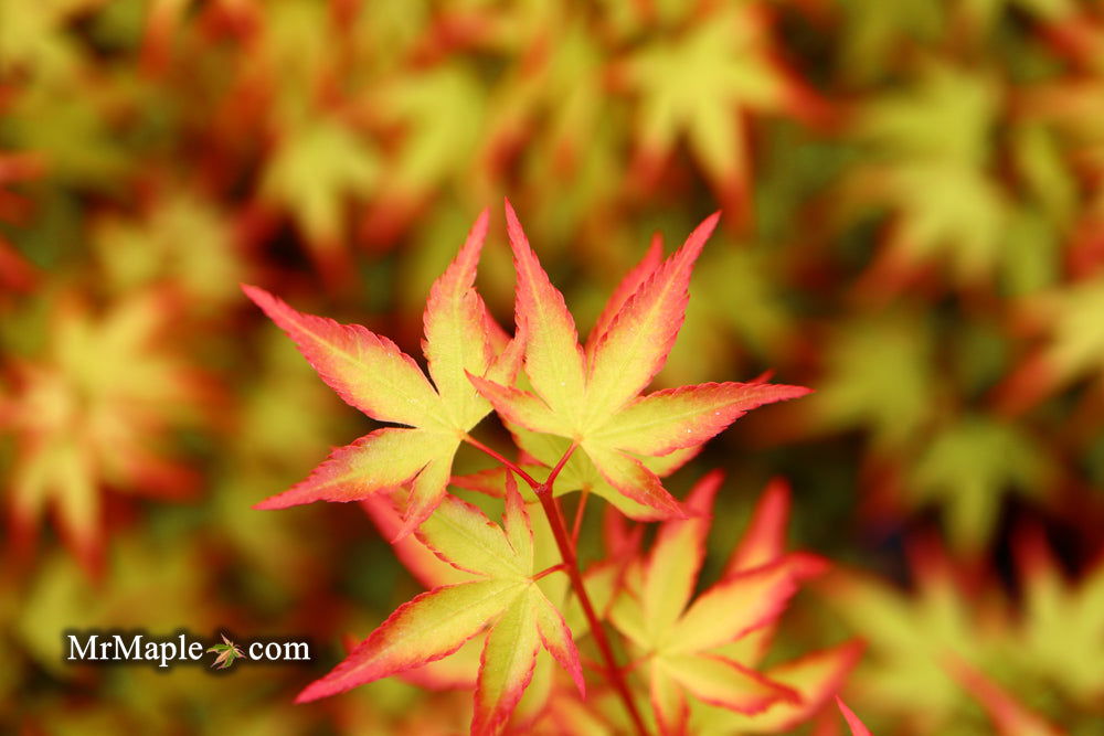 '- Acer palmatum 'Kiyohime' Dwarf Japanese Maple - Mr Maple │ Buy Japanese Maple Trees