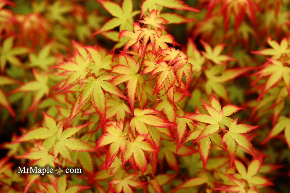 '- Acer palmatum 'Kiyohime' Dwarf Japanese Maple - Mr Maple │ Buy Japanese Maple Trees