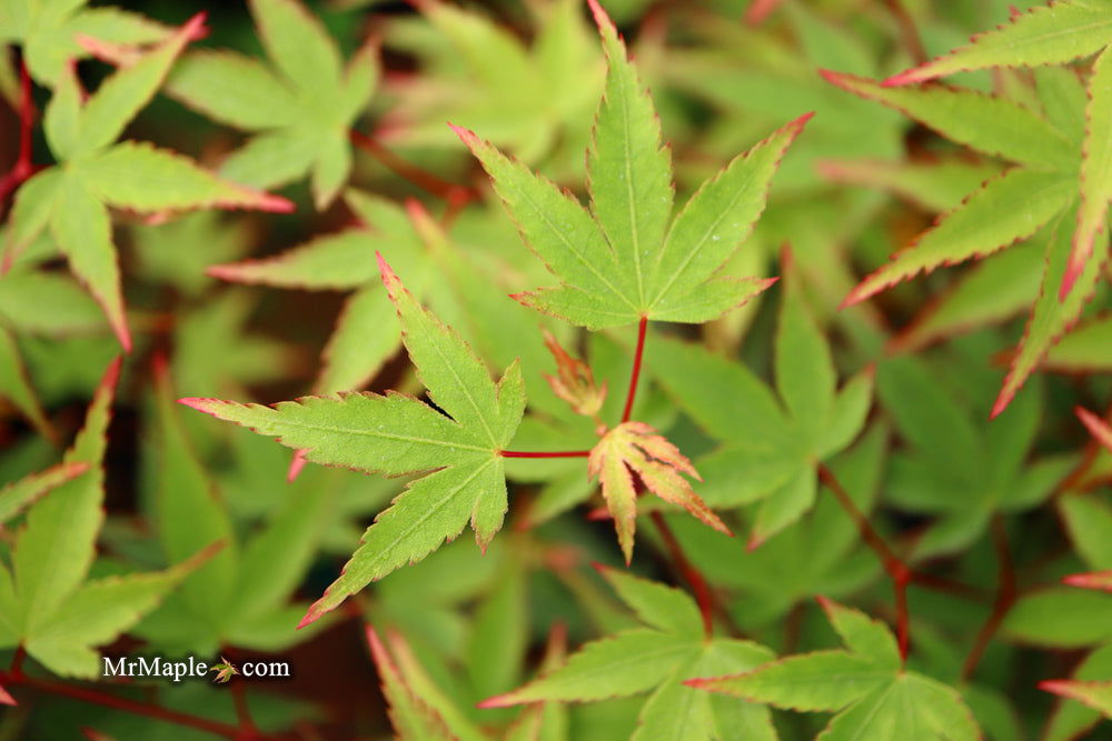 '- Acer palmatum 'Kiyohime' Dwarf Japanese Maple - Mr Maple │ Buy Japanese Maple Trees