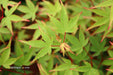 '- Acer palmatum 'Kiyohime' Dwarf Japanese Maple - Mr Maple │ Buy Japanese Maple Trees