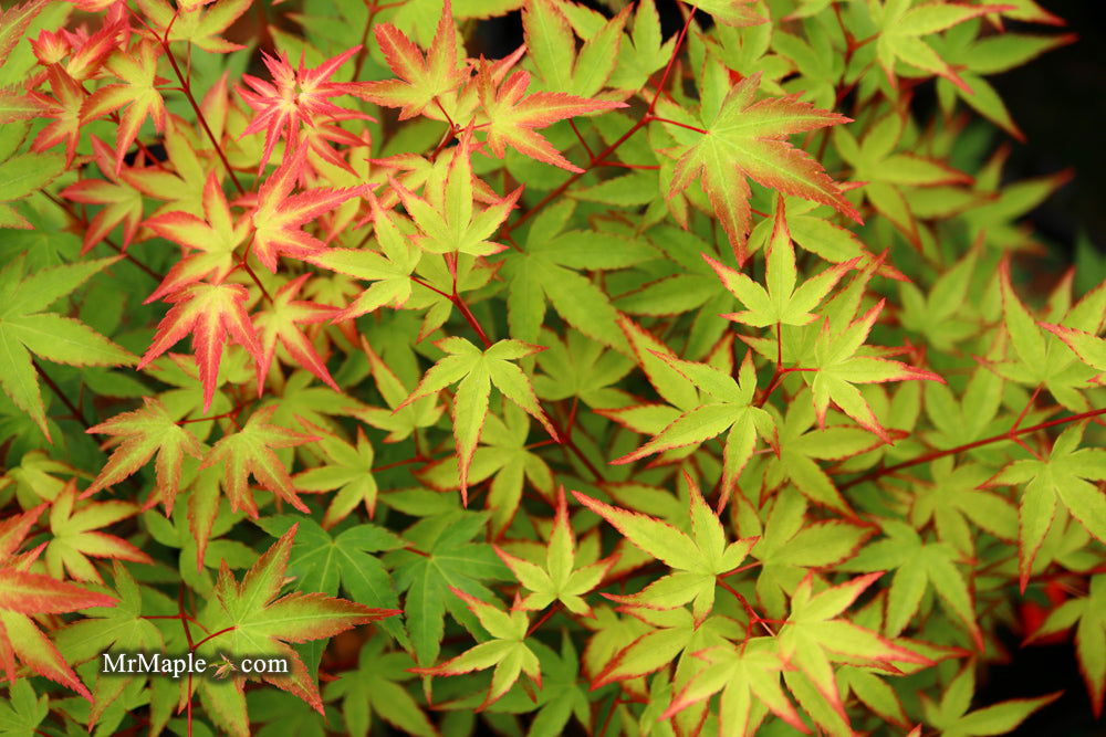 '- Acer palmatum 'Kiyohime' Dwarf Japanese Maple - Mr Maple │ Buy Japanese Maple Trees