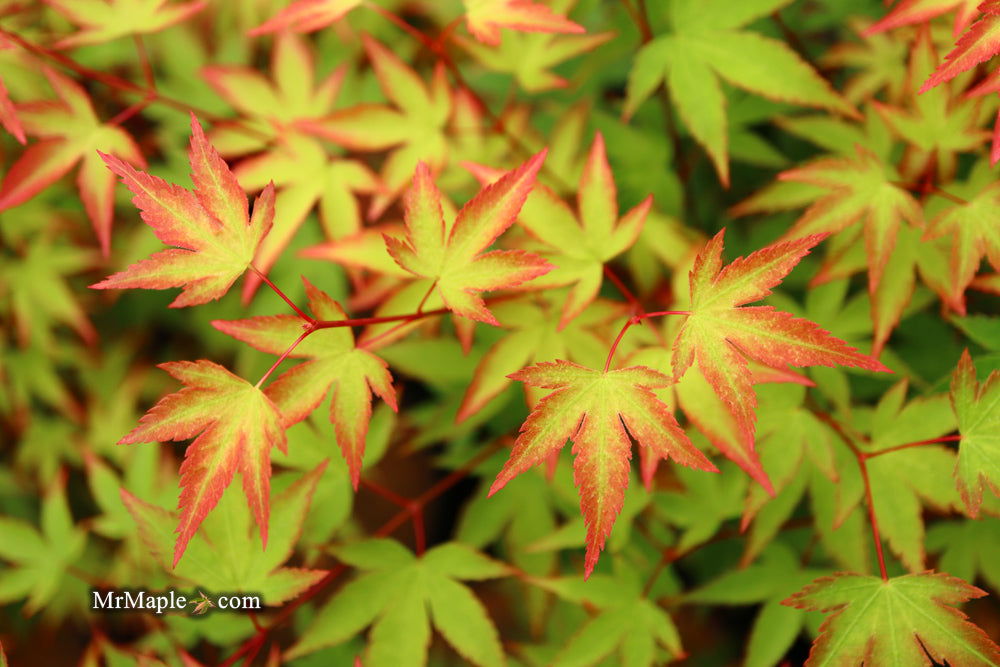 '- Acer palmatum 'Kiyohime' Dwarf Japanese Maple - Mr Maple │ Buy Japanese Maple Trees