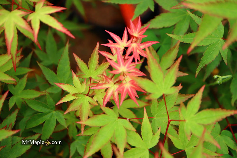 '- Acer palmatum 'Kiyohime' Dwarf Japanese Maple - Mr Maple │ Buy Japanese Maple Trees