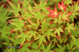 '- Acer palmatum 'Kiyohime' Dwarf Japanese Maple - Mr Maple │ Buy Japanese Maple Trees