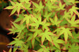 '- Acer palmatum 'Kiyohime' Dwarf Japanese Maple - Mr Maple │ Buy Japanese Maple Trees