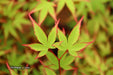 '- Acer palmatum 'Kiyohime' Dwarf Japanese Maple - Mr Maple │ Buy Japanese Maple Trees